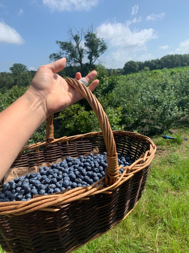 blauwe bessen