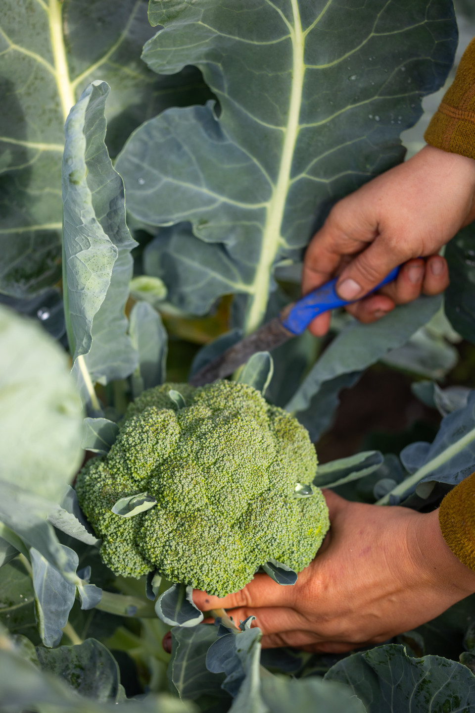broccoli