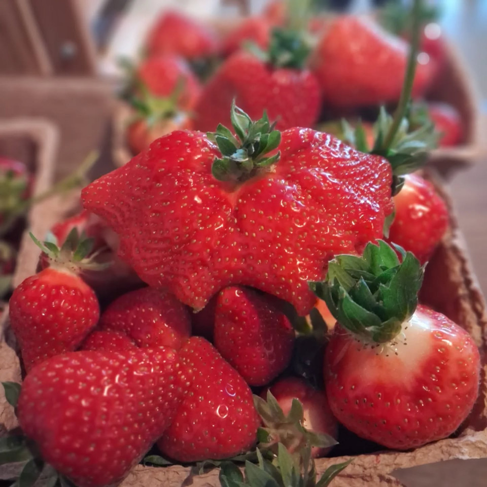 aardbei