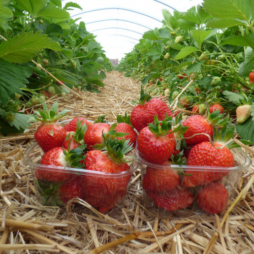 aardbei