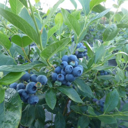 blauwe bes
